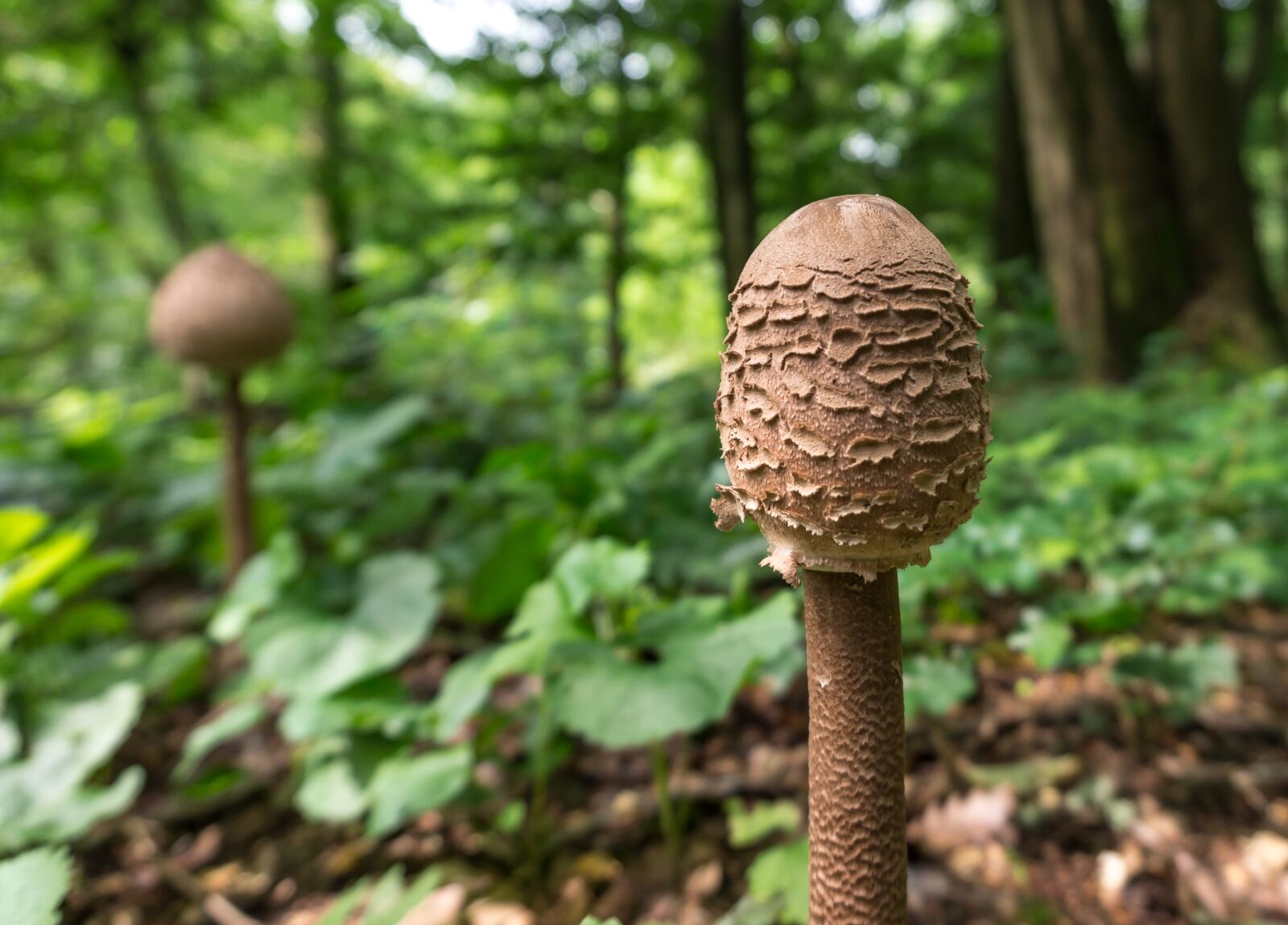 Sony Alpha a5000 (ILCE 5000) sample photo. Mushroom, nature, wood photography