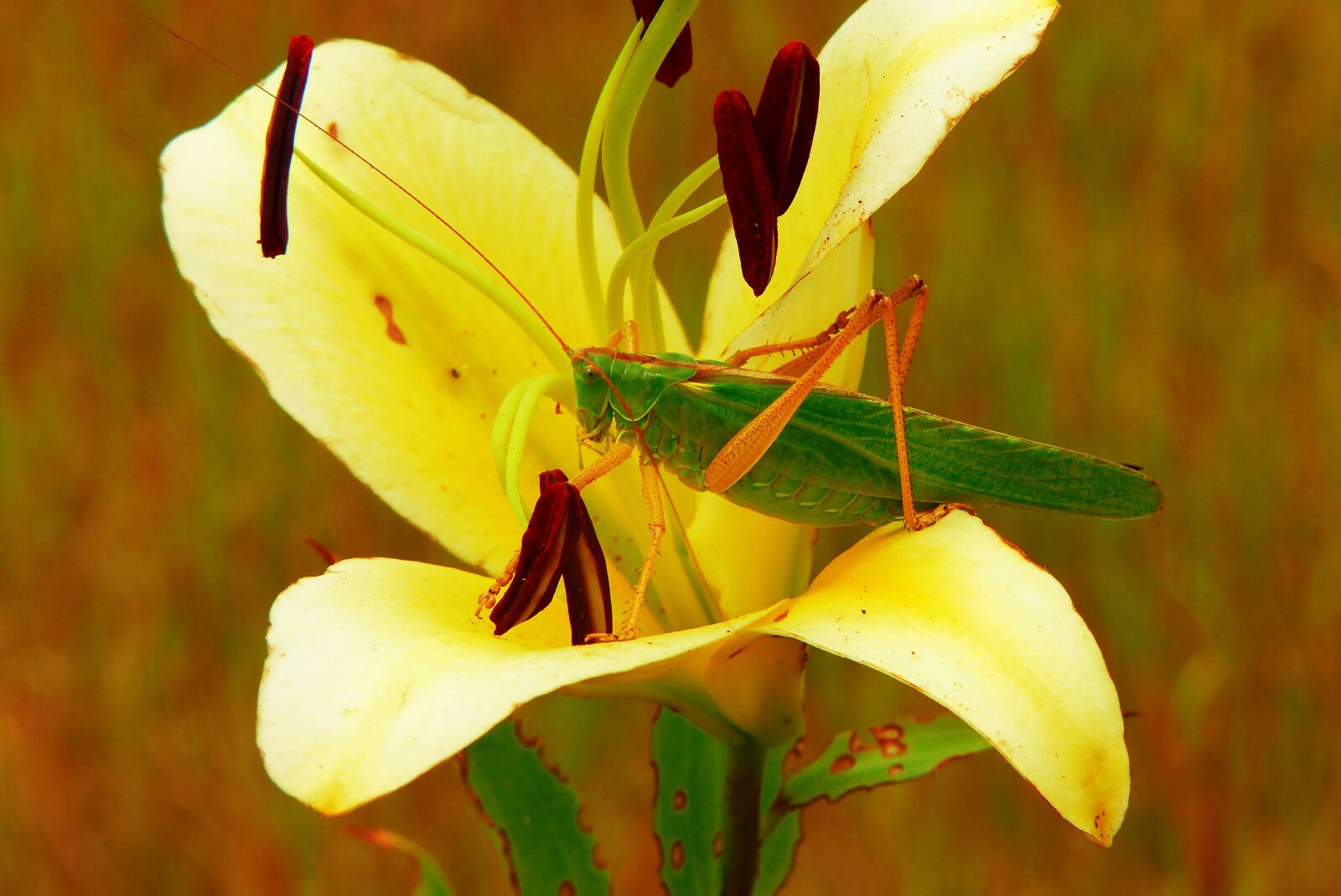 Panasonic Lumix DMC-FZ200 sample photo. Grasshopper green, female, insect photography