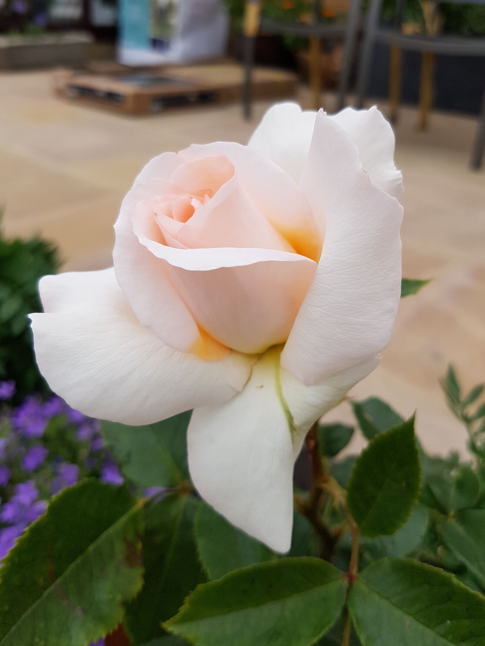Samsung Galaxy S7 Edge sample photo. Rose, flower, chandosbeauty photography