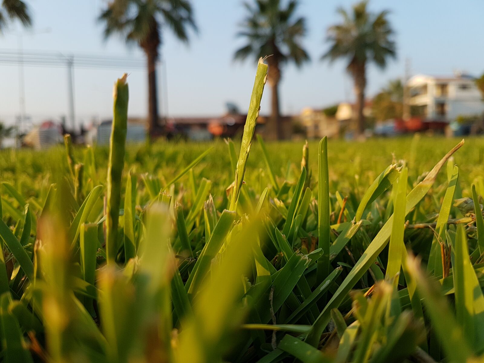 Samsung Galaxy S7 sample photo. Area, galaxy, grass, samsung photography