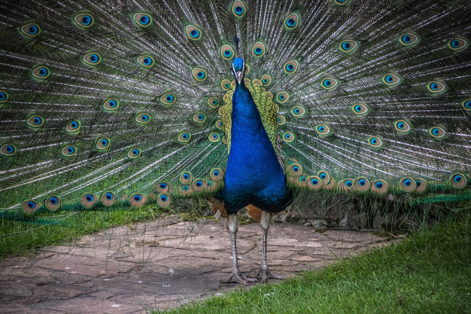 Nikon D5300 sample photo. Peacock, beauty, bird photography