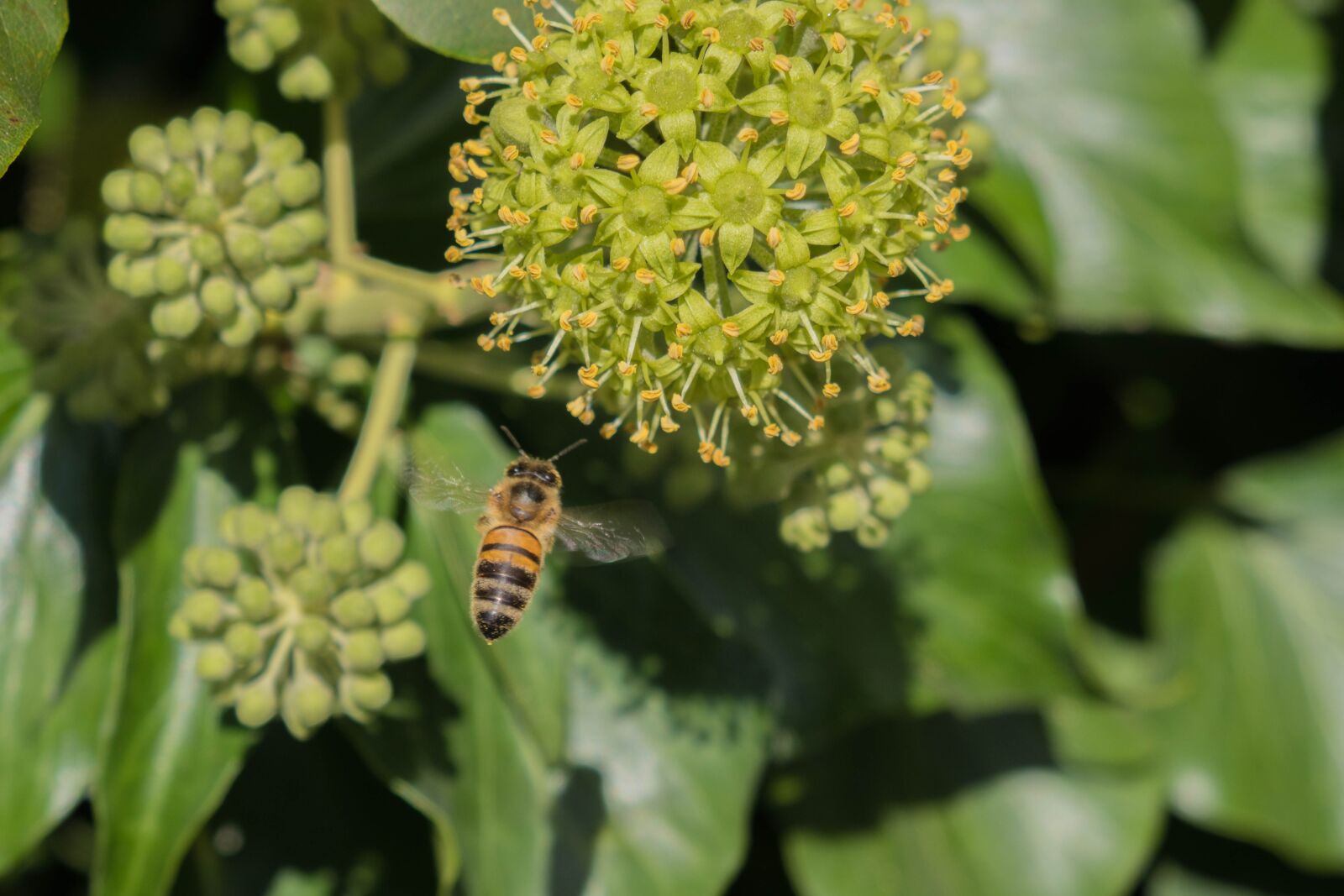 Panasonic DMC-TZ101 sample photo. Bee, nature, pollination photography