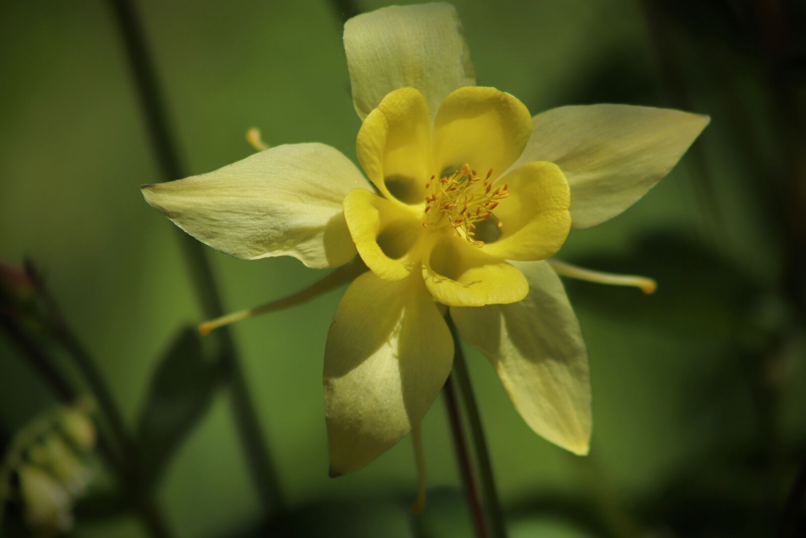 Canon EOS 800D (EOS Rebel T7i / EOS Kiss X9i) sample photo. Columbine, blossom, bloom photography