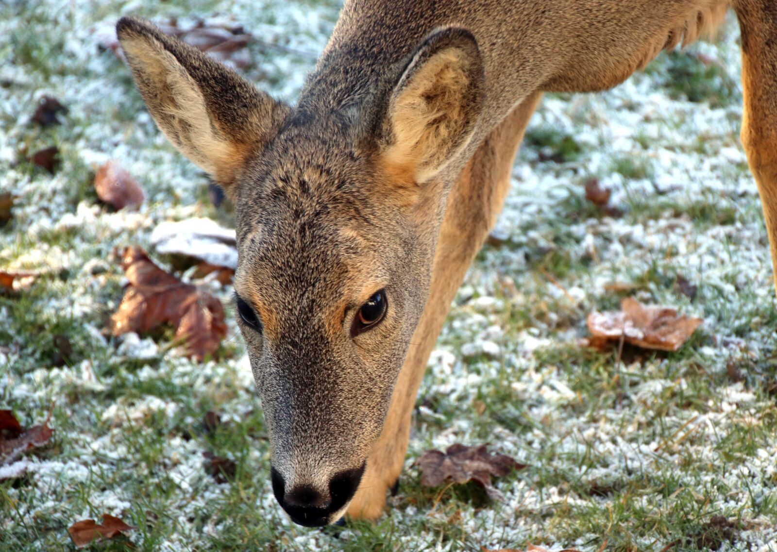 Canon EOS 80D sample photo. Roe deer, wild, nature photography