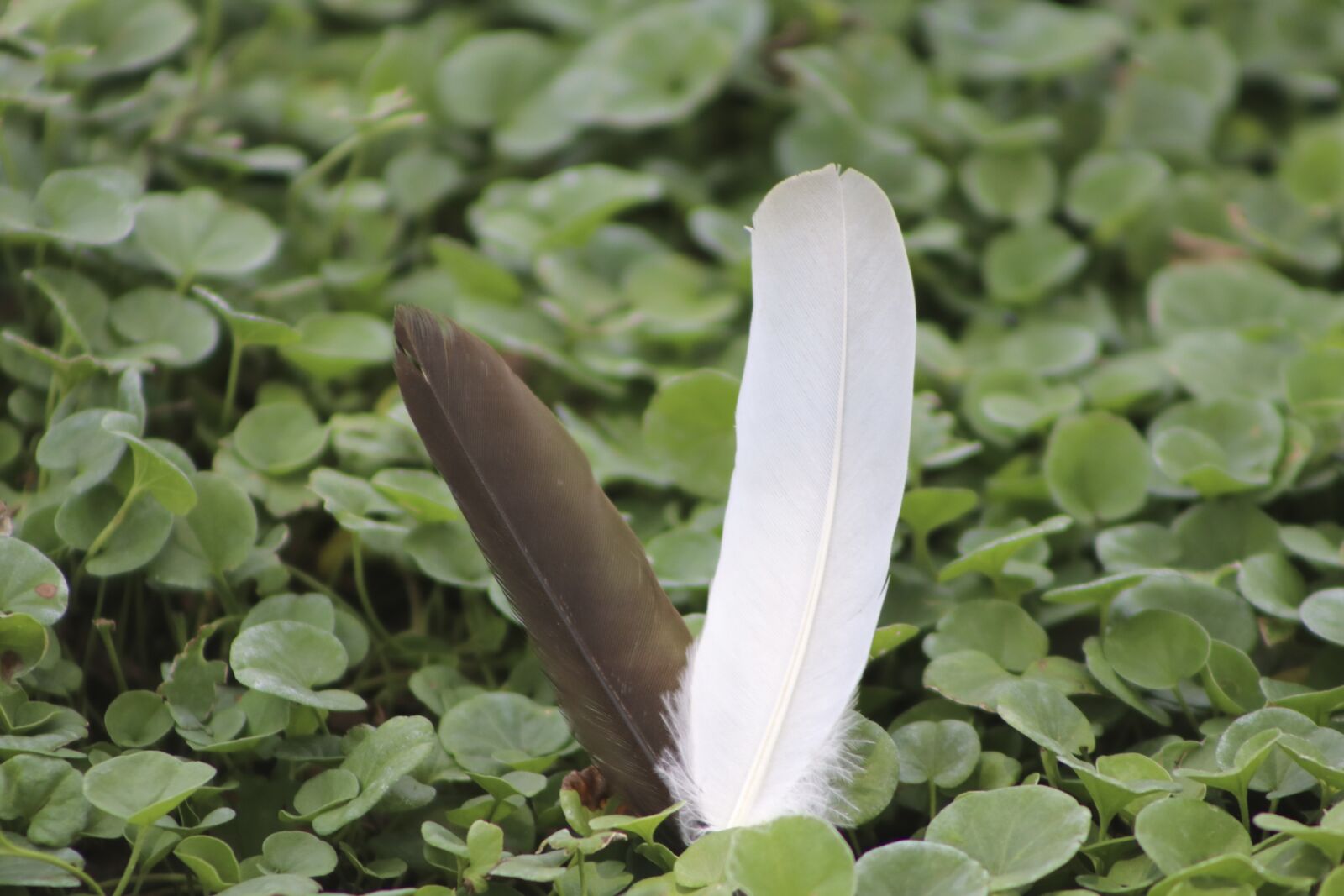 Canon EF-S 18-135mm F3.5-5.6 IS USM sample photo. Feathers, lightweight feathers, bird photography