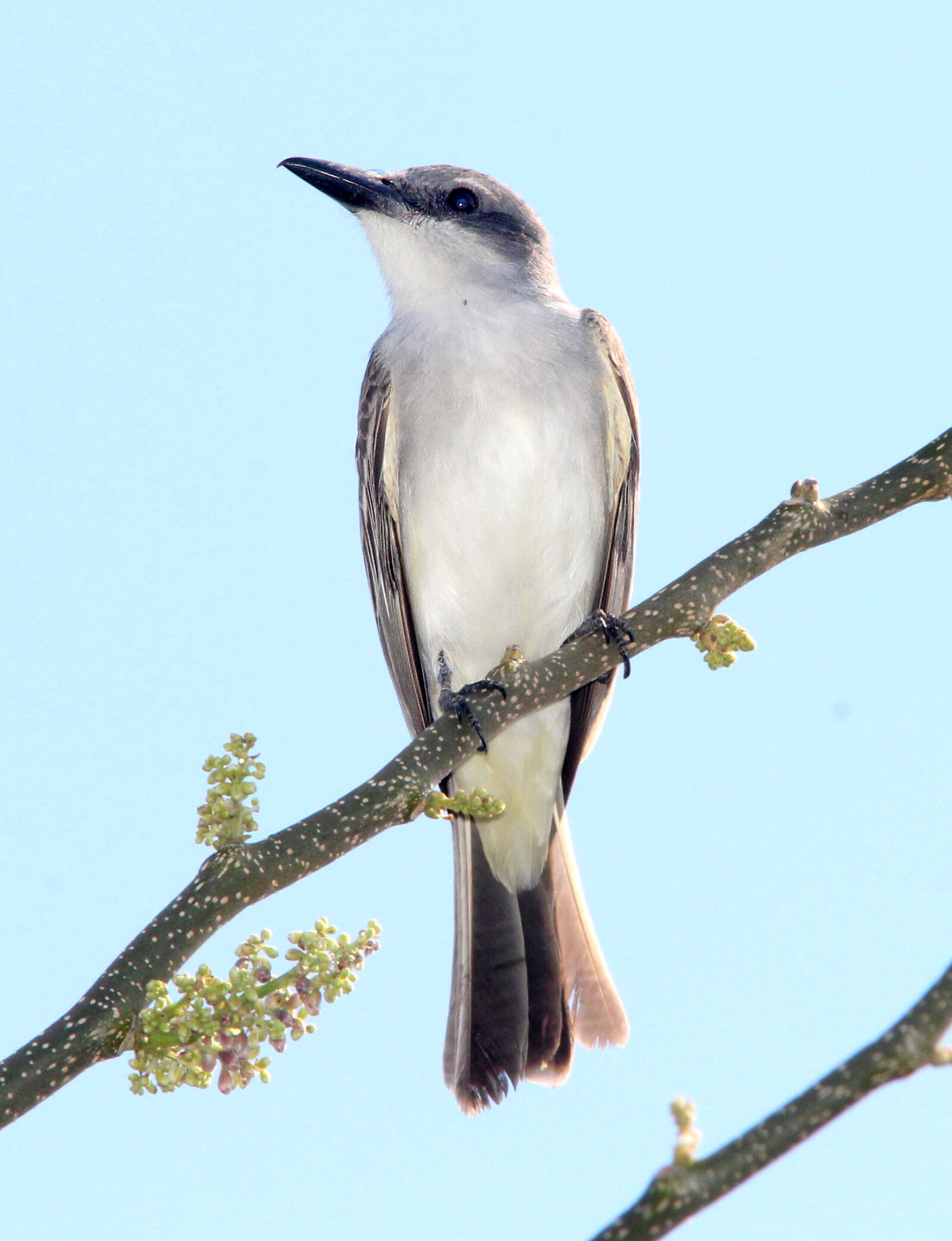 Canon EF 300mm F4L IS USM sample photo