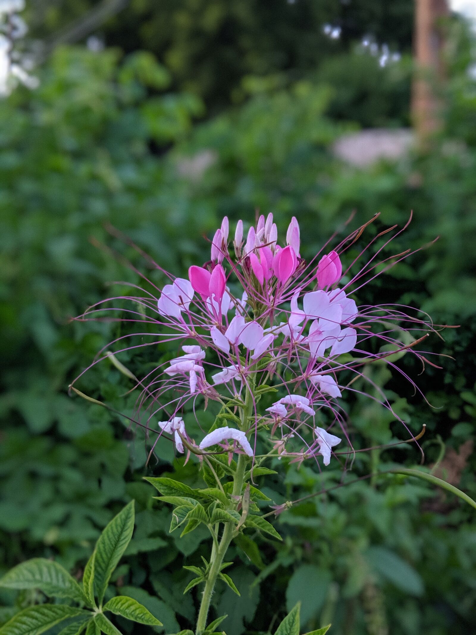 Google Pixel 2 sample photo. Flower, pink, violet photography