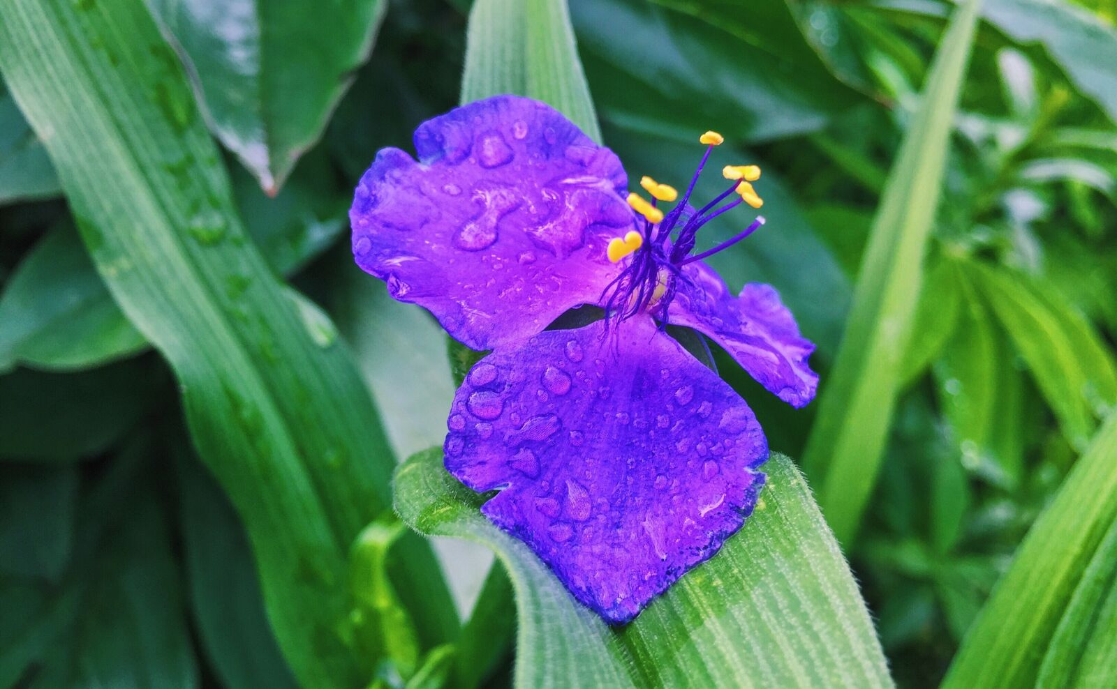Apple iPhone 6 sample photo. Garden, flowers, spring photography