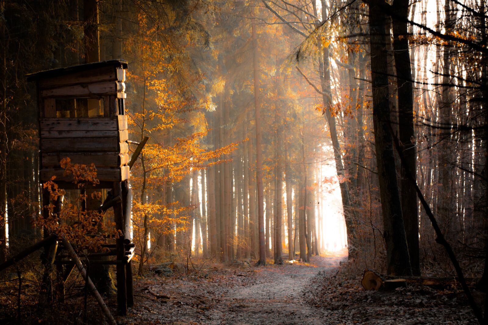 Canon EOS 750D (EOS Rebel T6i / EOS Kiss X8i) sample photo. Forest, dream, fog photography
