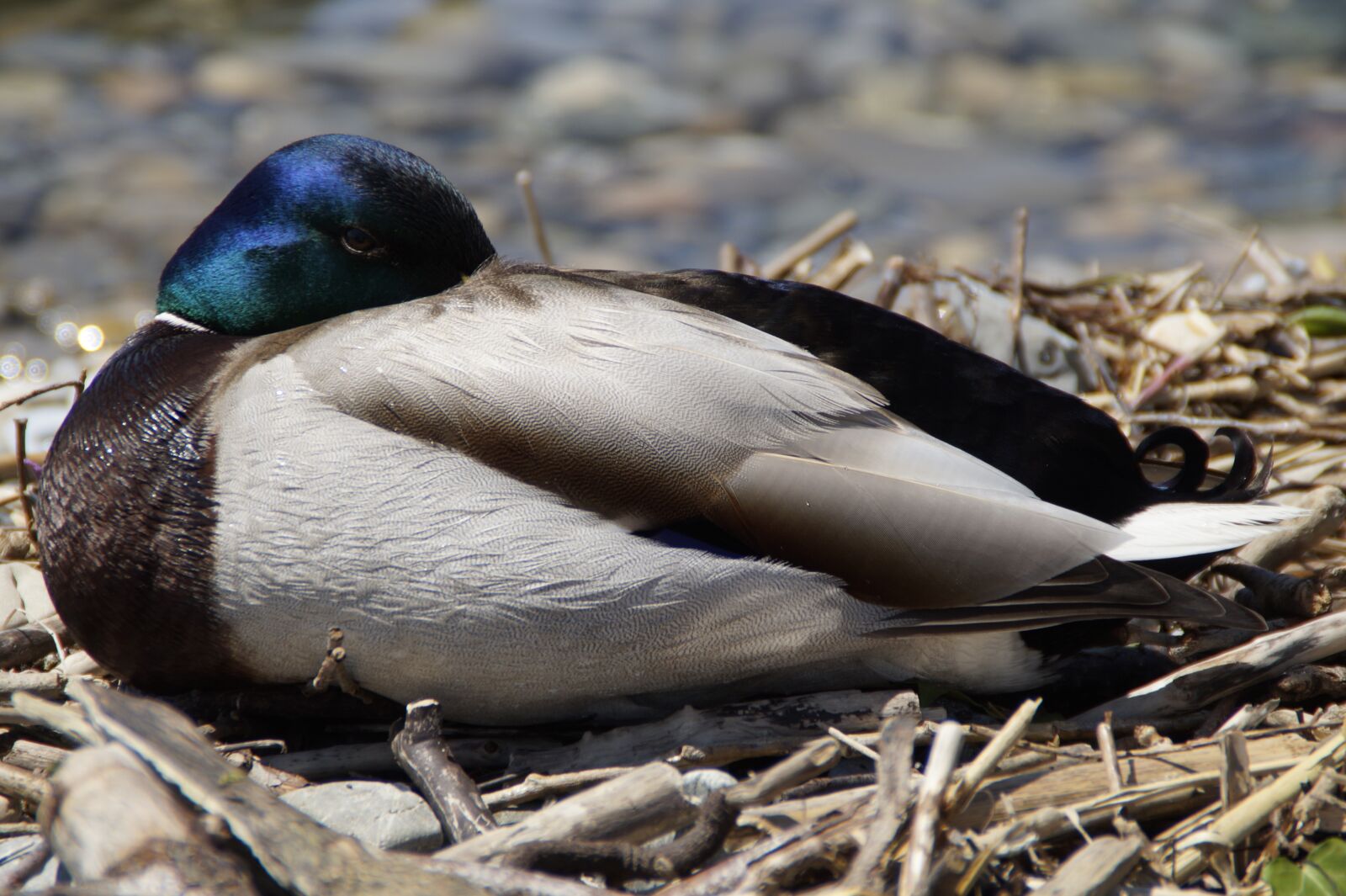 Sony SLT-A58 sample photo. Drake, sleep, duck photography