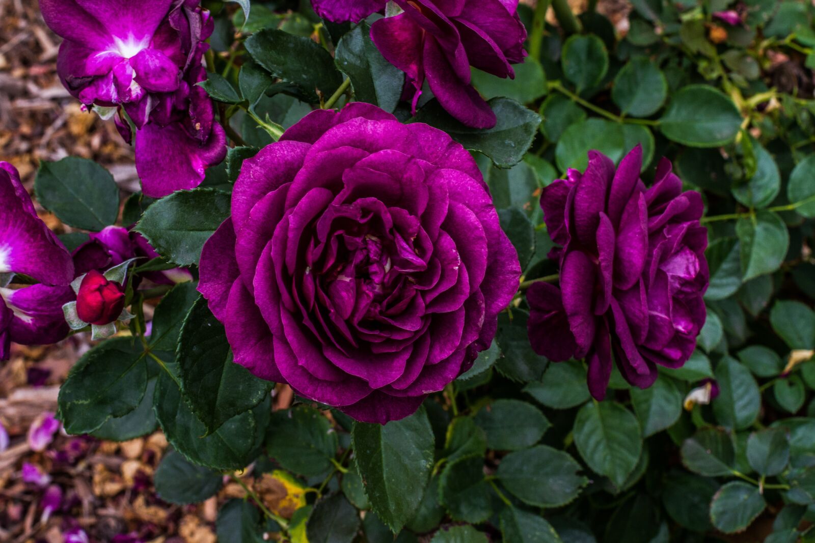 Canon EOS 7D + Canon EF 50mm F1.4 USM sample photo. Purple, rose, green photography