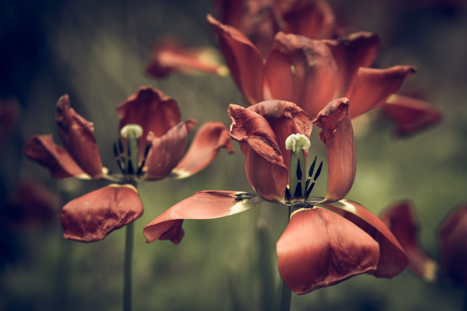 Nikon D750 sample photo. Tulips, faded, flower photography