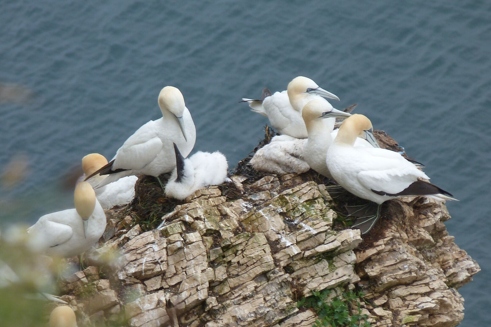 Panasonic Lumix DMC-FZ40 (Lumix DMC-FZ45) sample photo. Gannets, seabirds, nesting photography