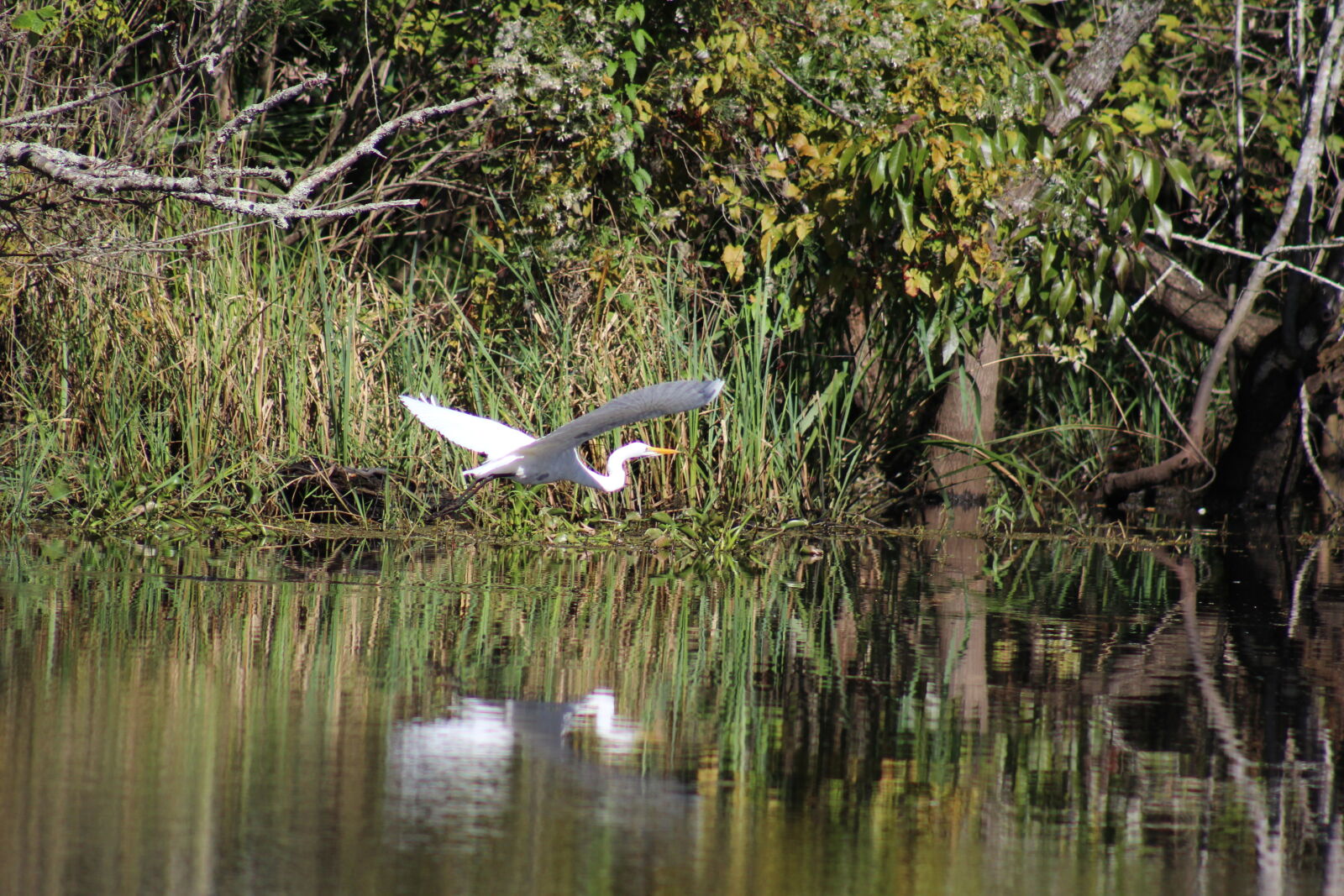 Canon EF 75-300mm f/4-5.6 sample photo. Bird, egret, flying, swamp photography