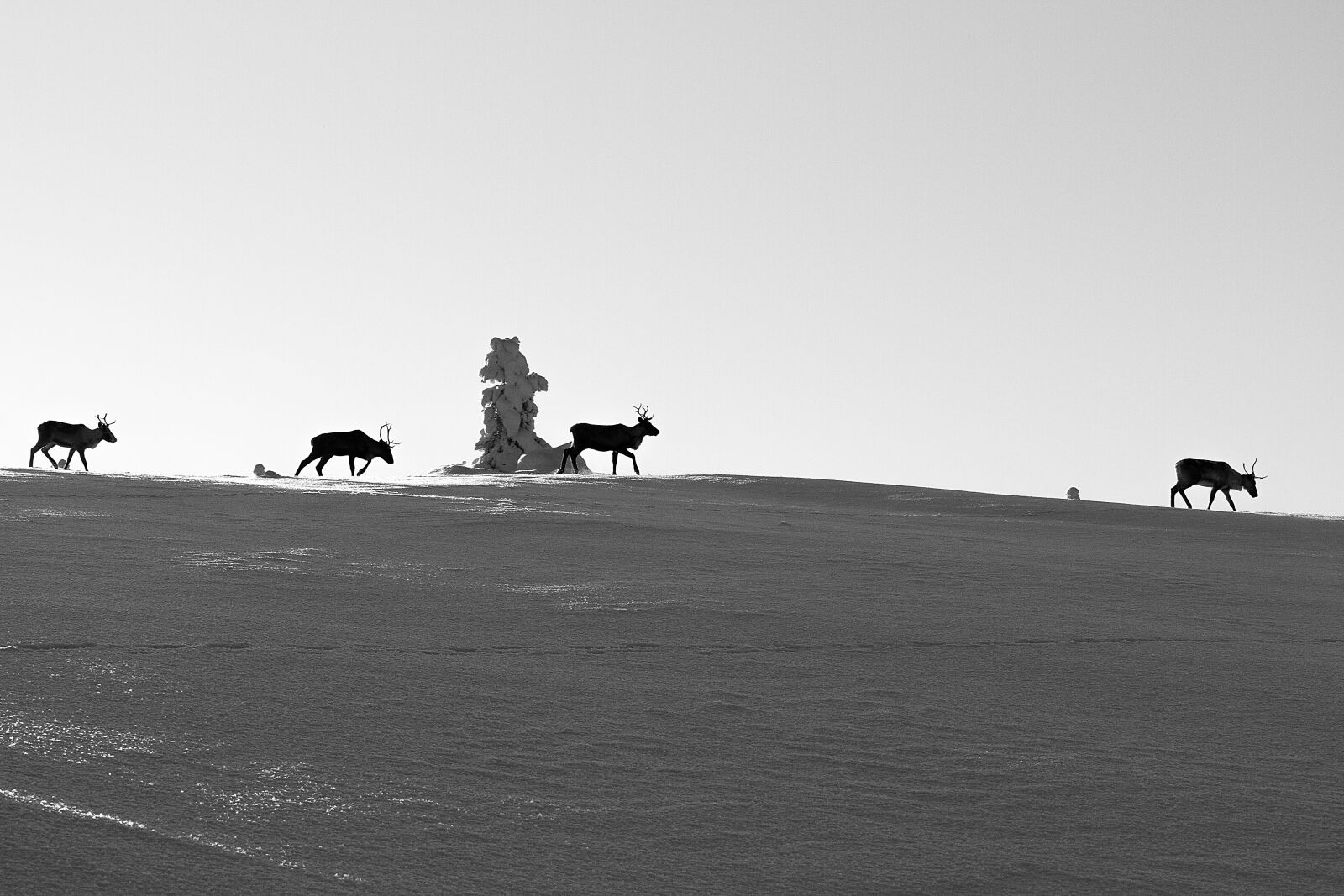 Canon EOS 7D + Canon EF 70-200mm F4L IS USM sample photo. Reindeer, bright, profile photography