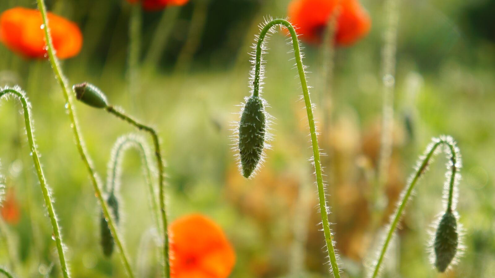Sony Alpha a3000 + Sony E 18-55mm F3.5-5.6 OSS sample photo. Nature, plants, the beasts photography