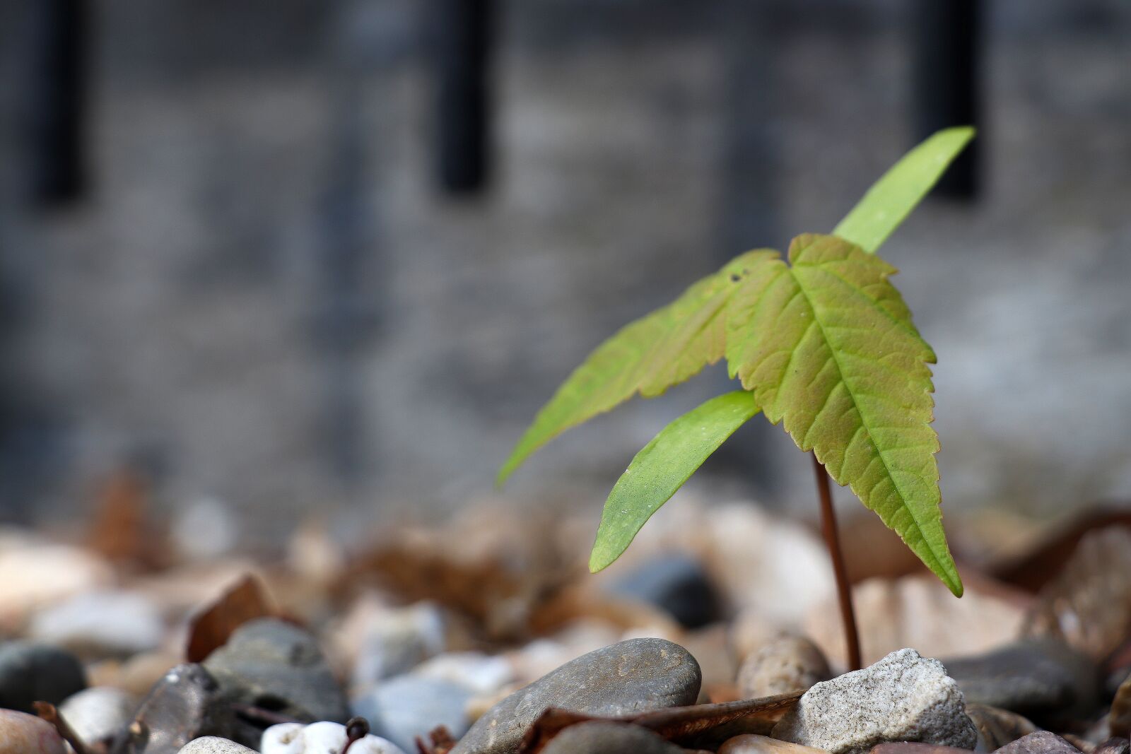 Canon EOS 77D (EOS 9000D / EOS 770D) sample photo. Nascent, seedling, growth photography