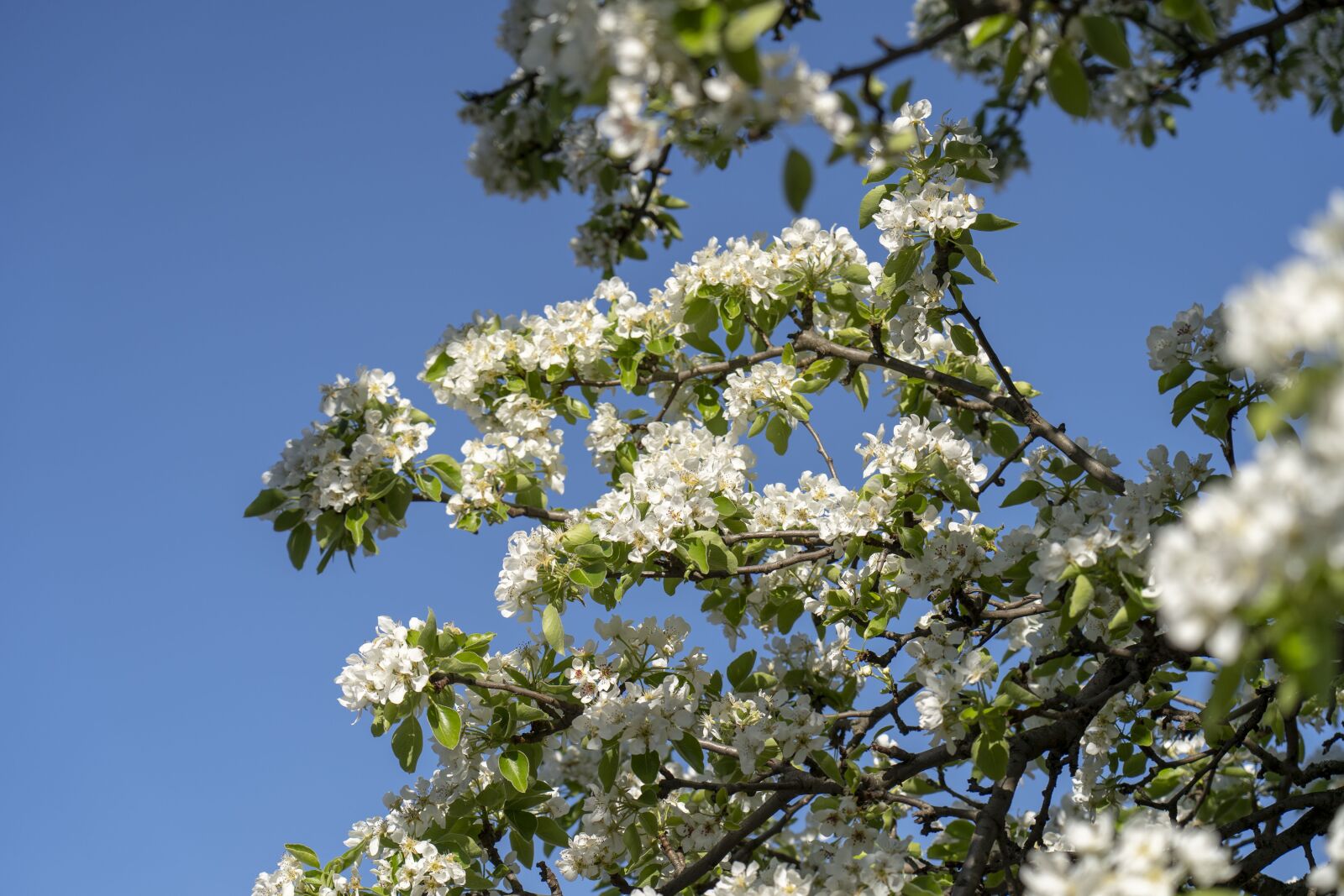 Sony FE 24-105mm F4 G OSS sample photo. Pear, flowering, flowers photography