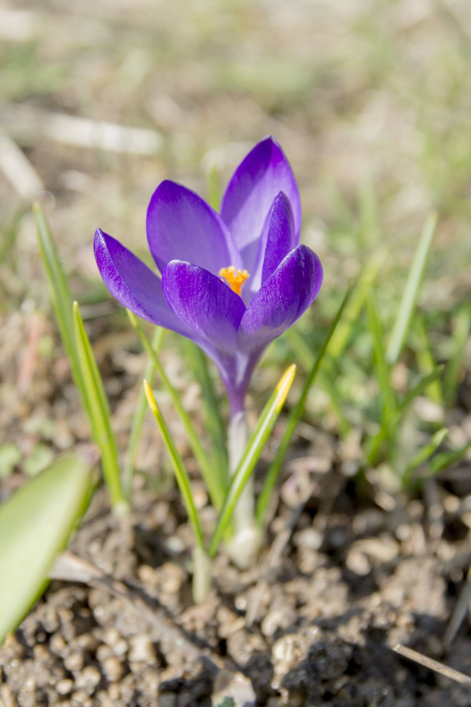 Nikon D7200 sample photo. Flower, purple, forest photography