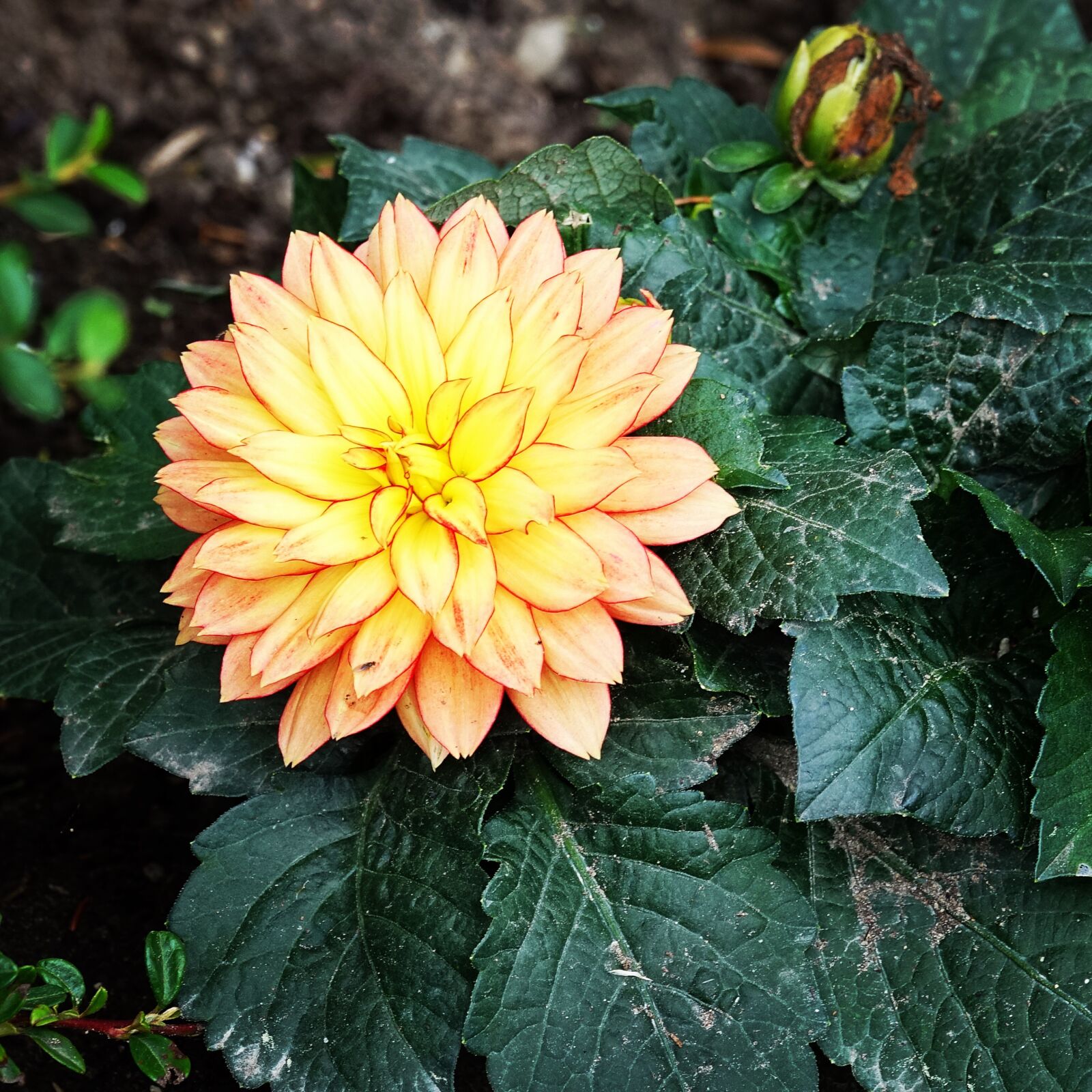 Sony Cyber-shot DSC-RX10 III sample photo. Yellow, flower, garden photography