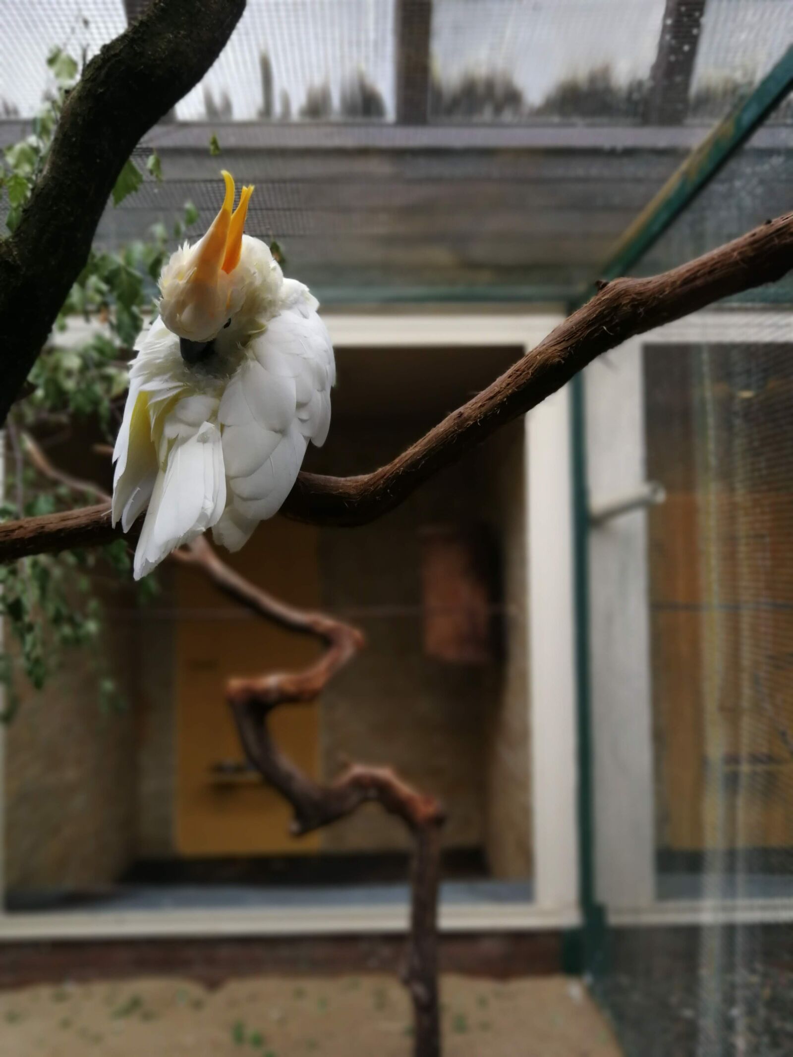 HUAWEI P10 sample photo. Cockatoo, bird, branch photography