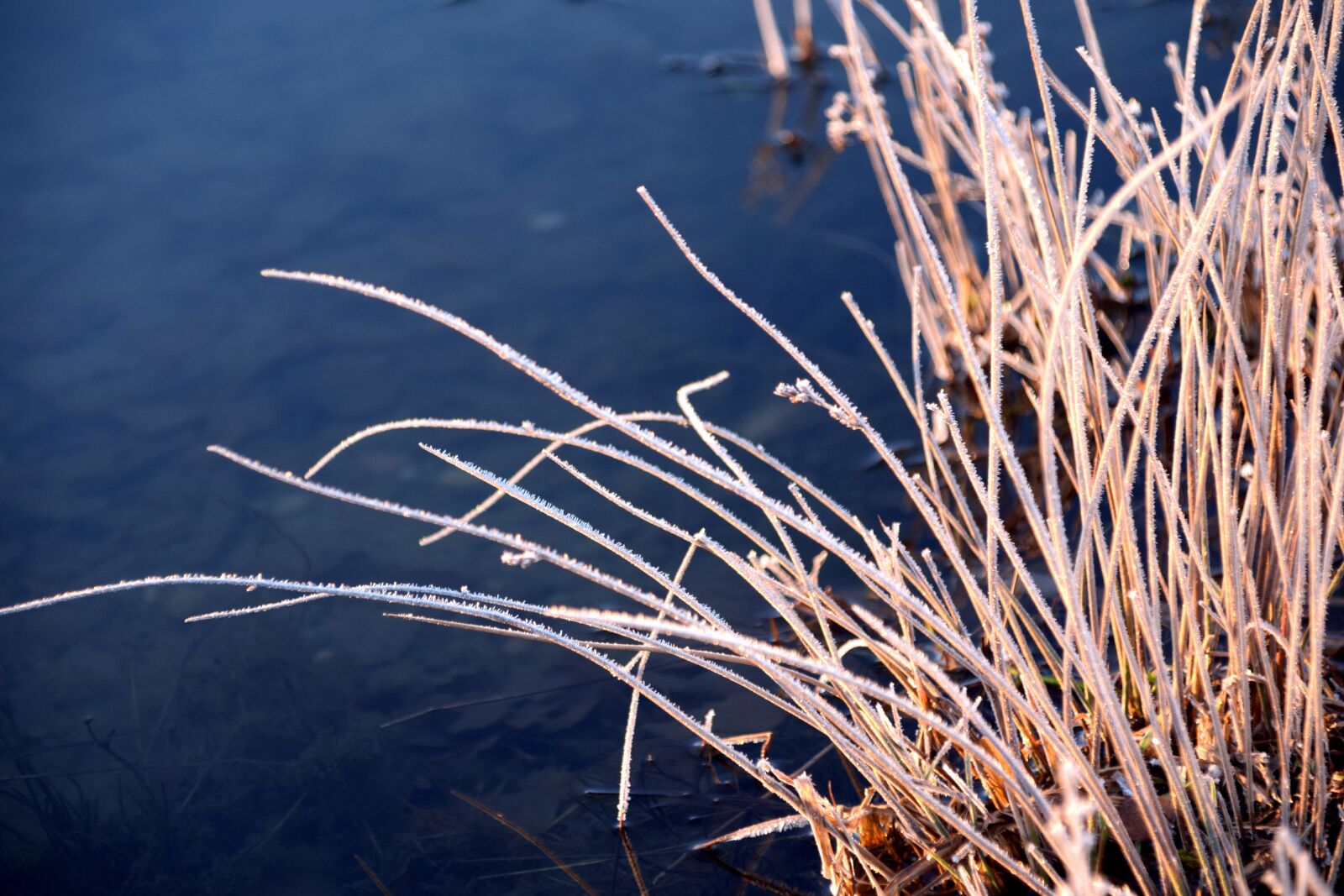 Nikon D3300 sample photo. Grass, winter, cold photography