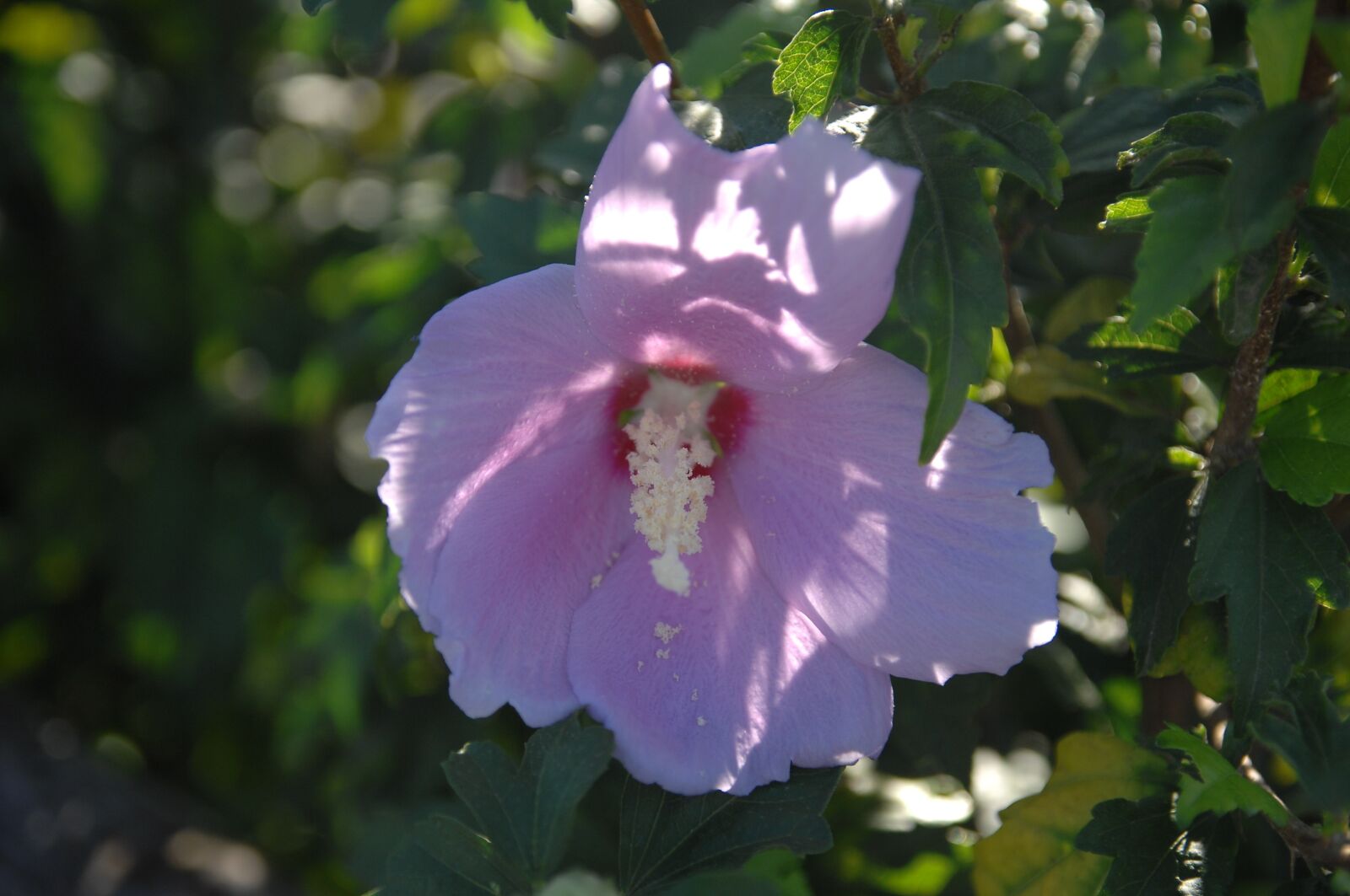 Nikon D2Xs sample photo. Rose of sharon, sunshine photography