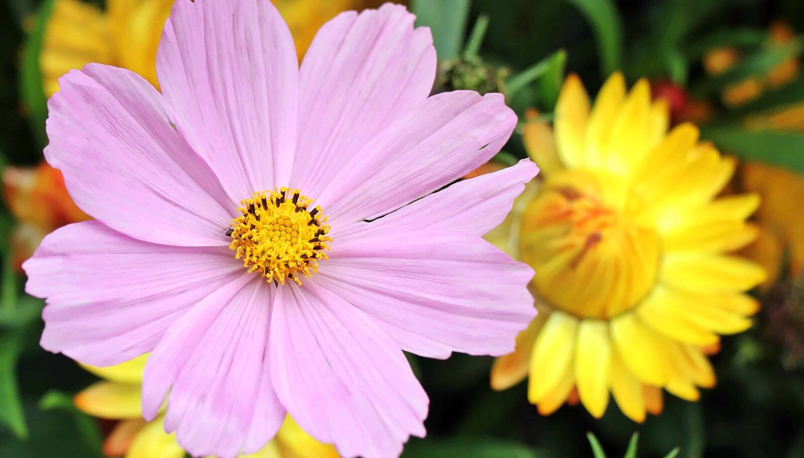 Canon EOS 550D (EOS Rebel T2i / EOS Kiss X4) sample photo. Summer, petal, nature, flora photography