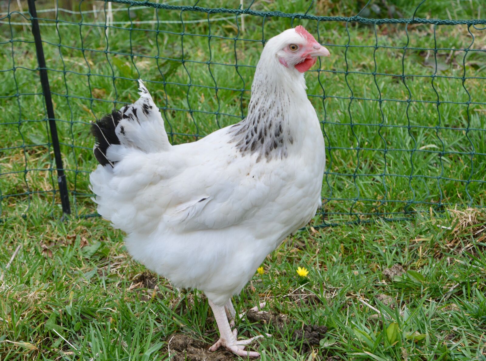 Nikon D5200 sample photo. Hen, laying hen, hen photography