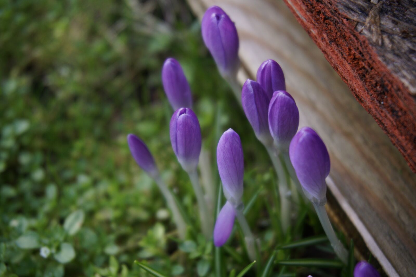 Sony a6500 sample photo. Purple, flowers, grass photography