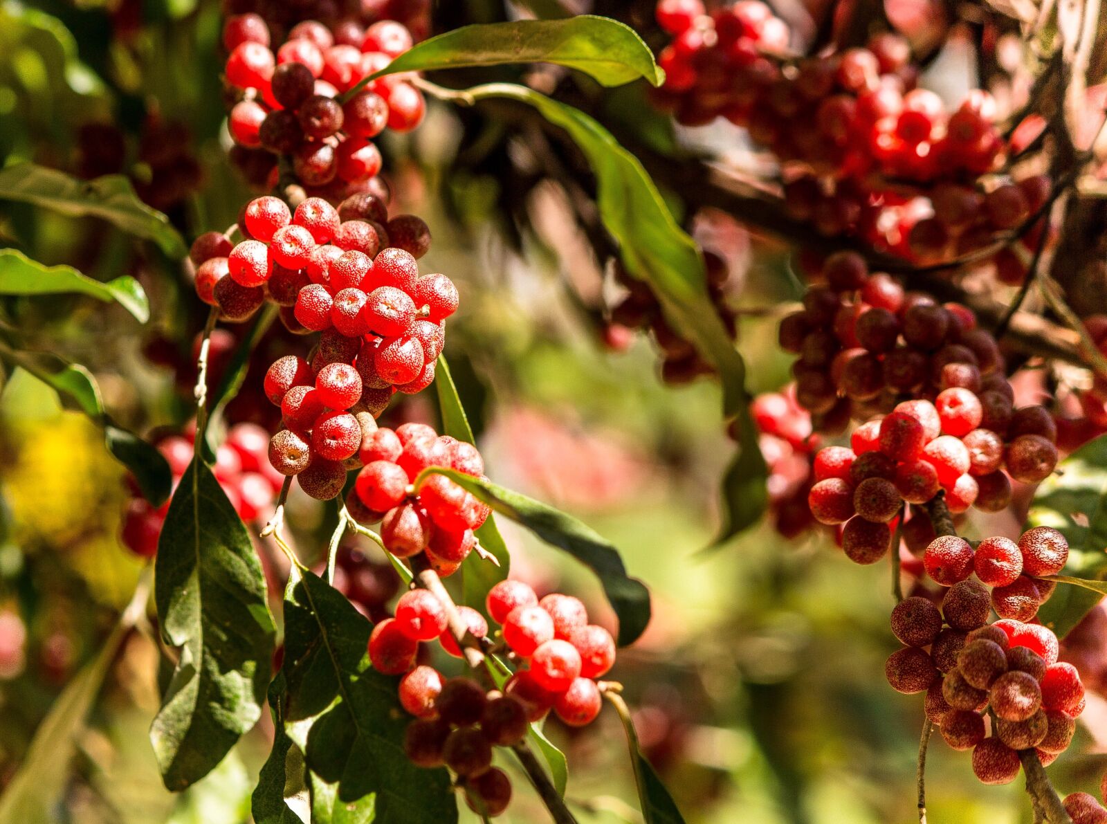 Canon EOS 600D (Rebel EOS T3i / EOS Kiss X5) sample photo. Autumn olive, japanese silverberry photography