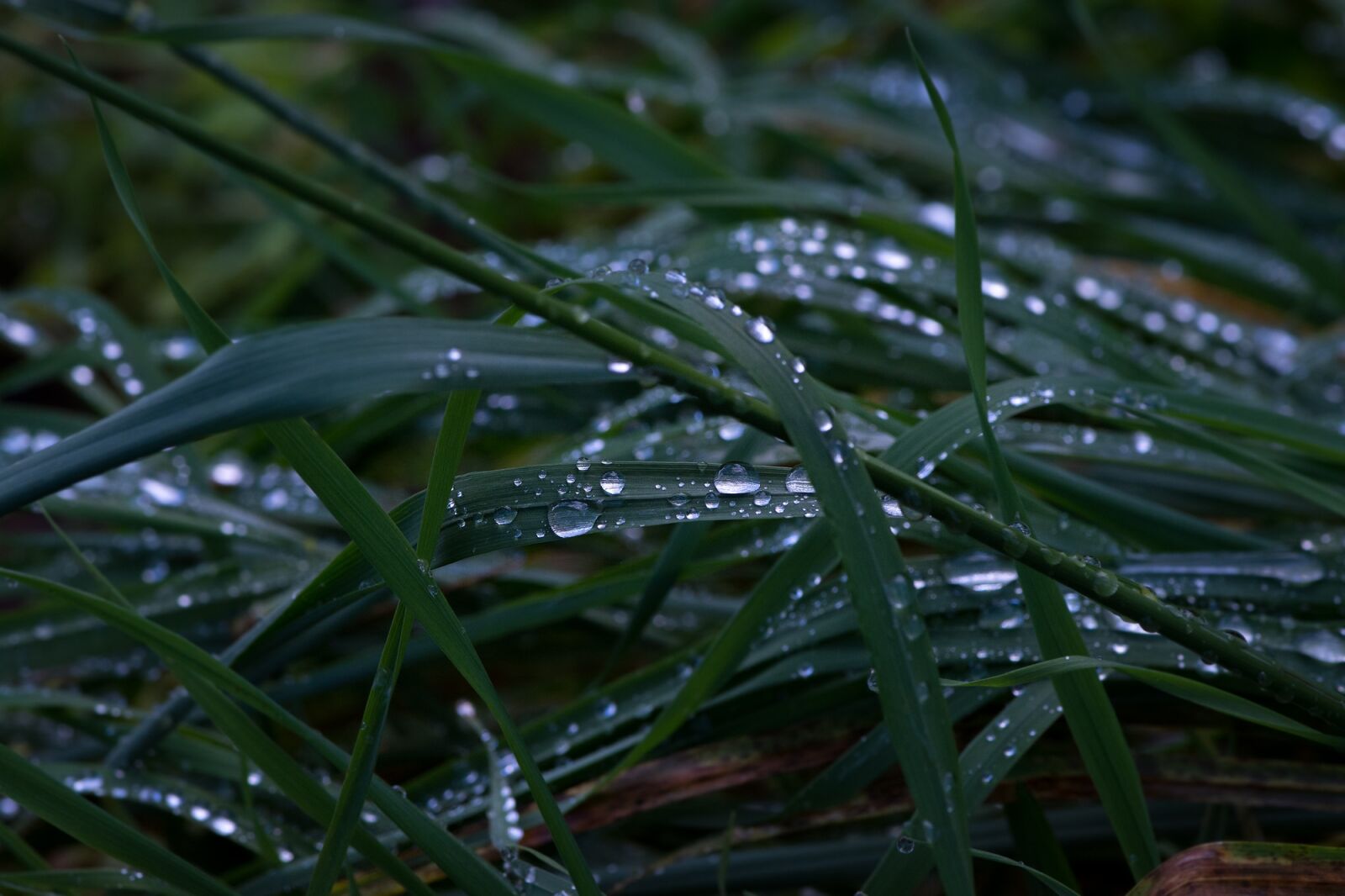 Nikon D7100 sample photo. Grass, rainy weather, grasses photography