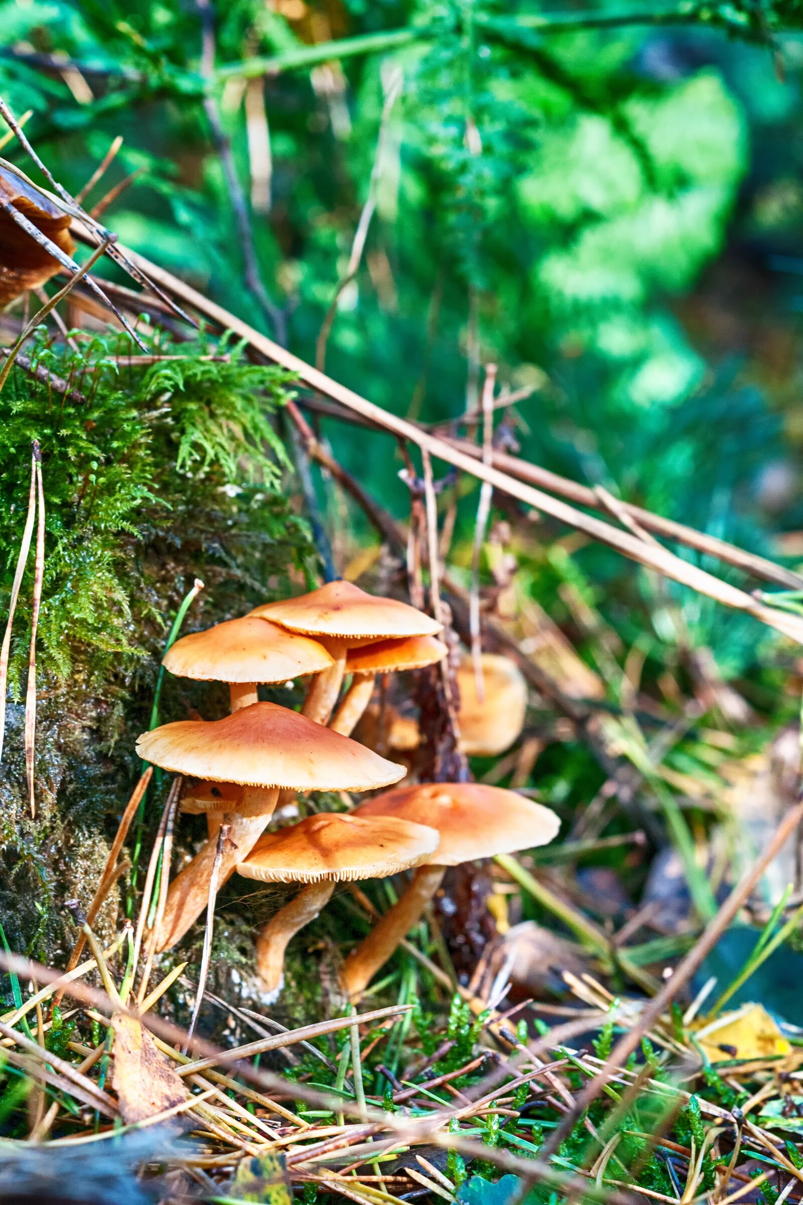Nikon D300S sample photo. Forest, autumn, mushroom photography