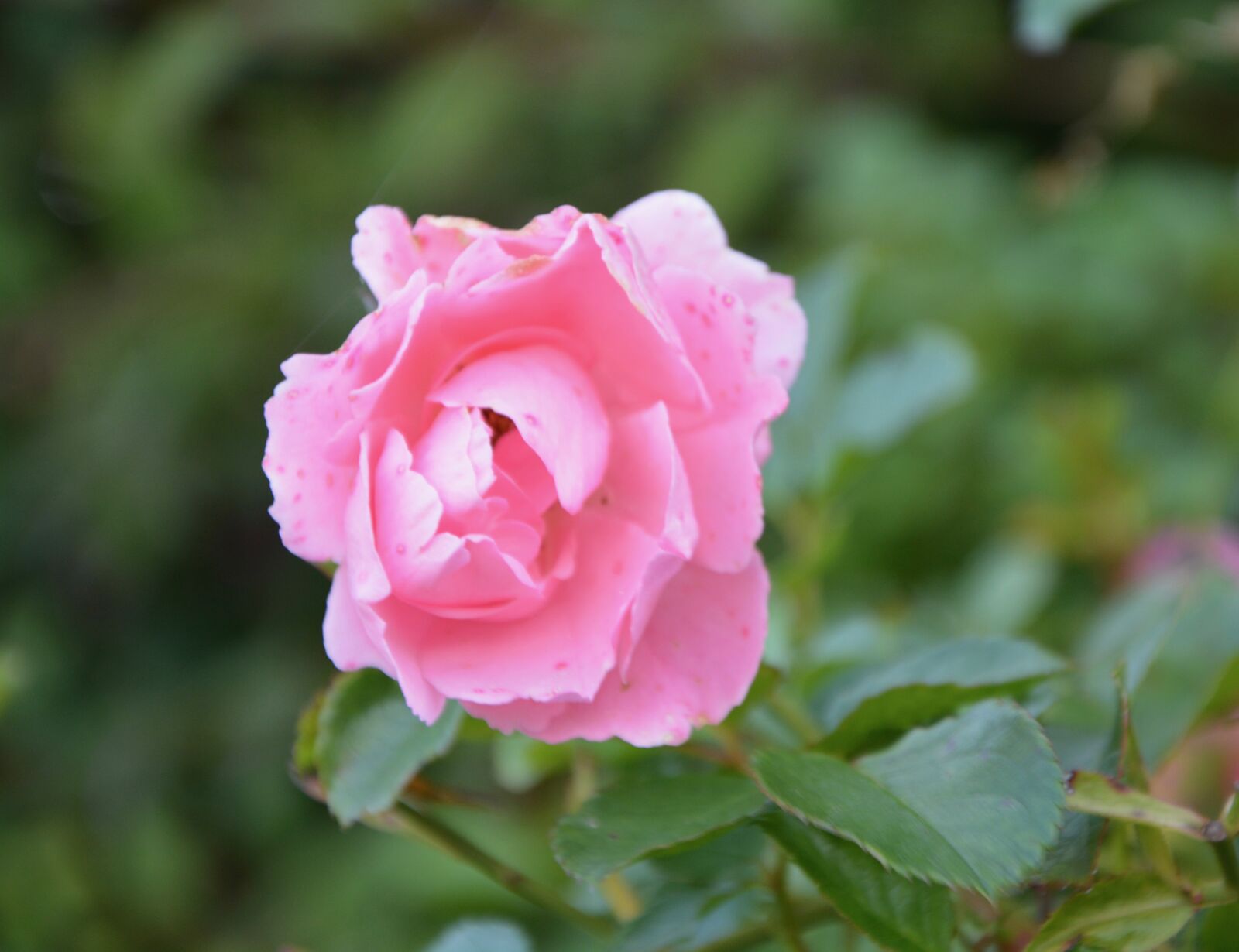 Nikon D5200 sample photo. Flower, flowers, pink photography