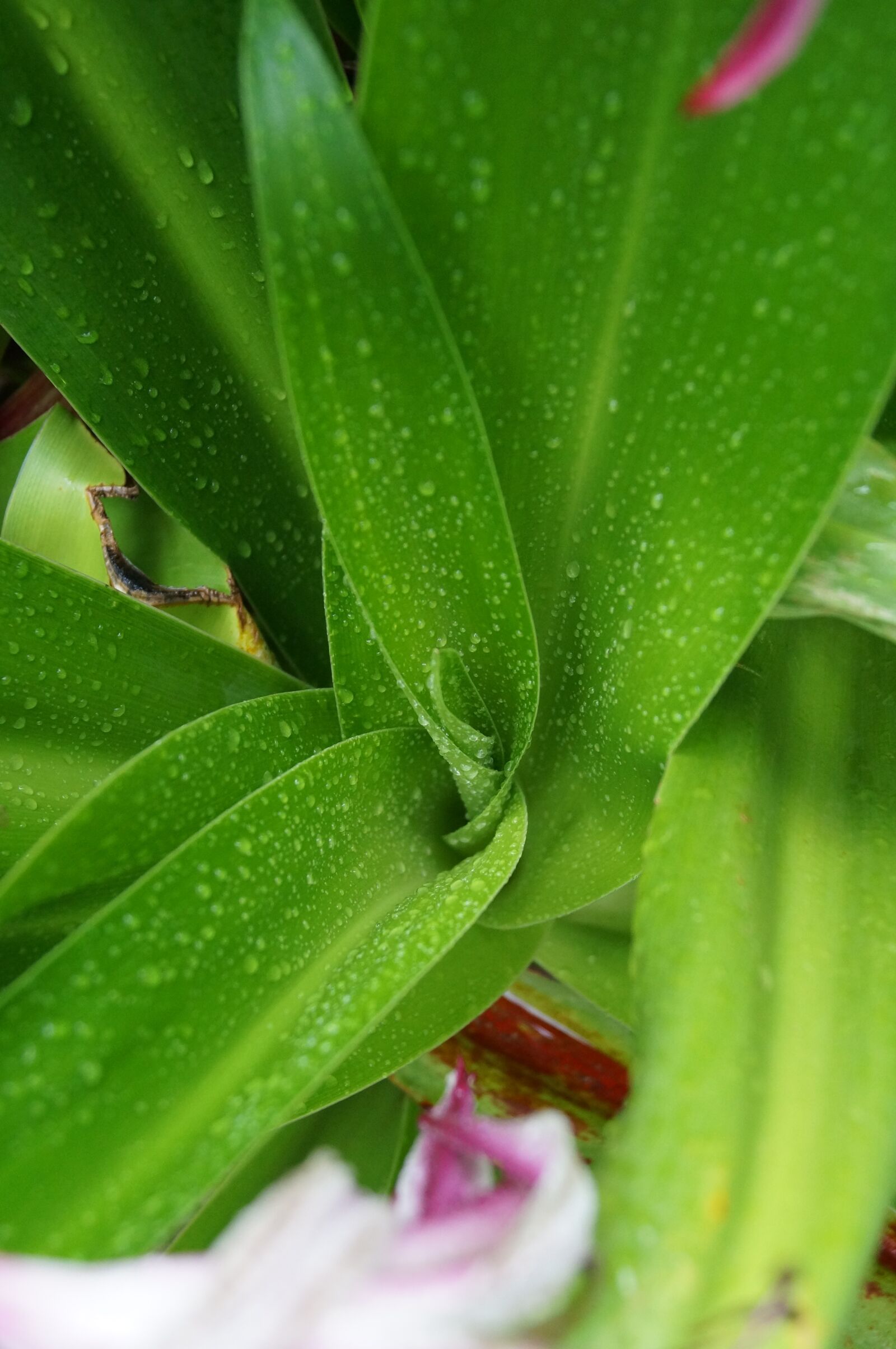 Sony SLT-A37 sample photo. Leaves, plants, flower photography