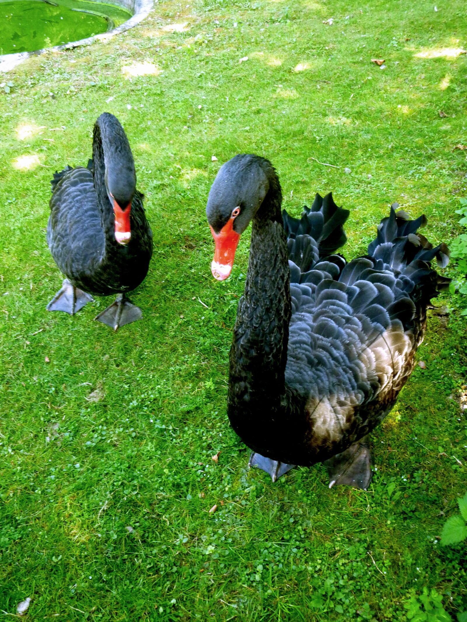 Panasonic DMC-FS37 sample photo. Mourning swan, black swan photography