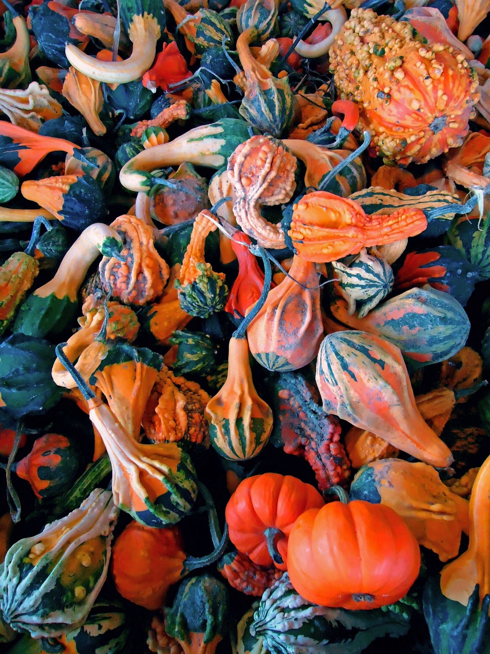 Sony Cyber-shot DSC-W330 sample photo. Pumpkins, gourds, fresh photography