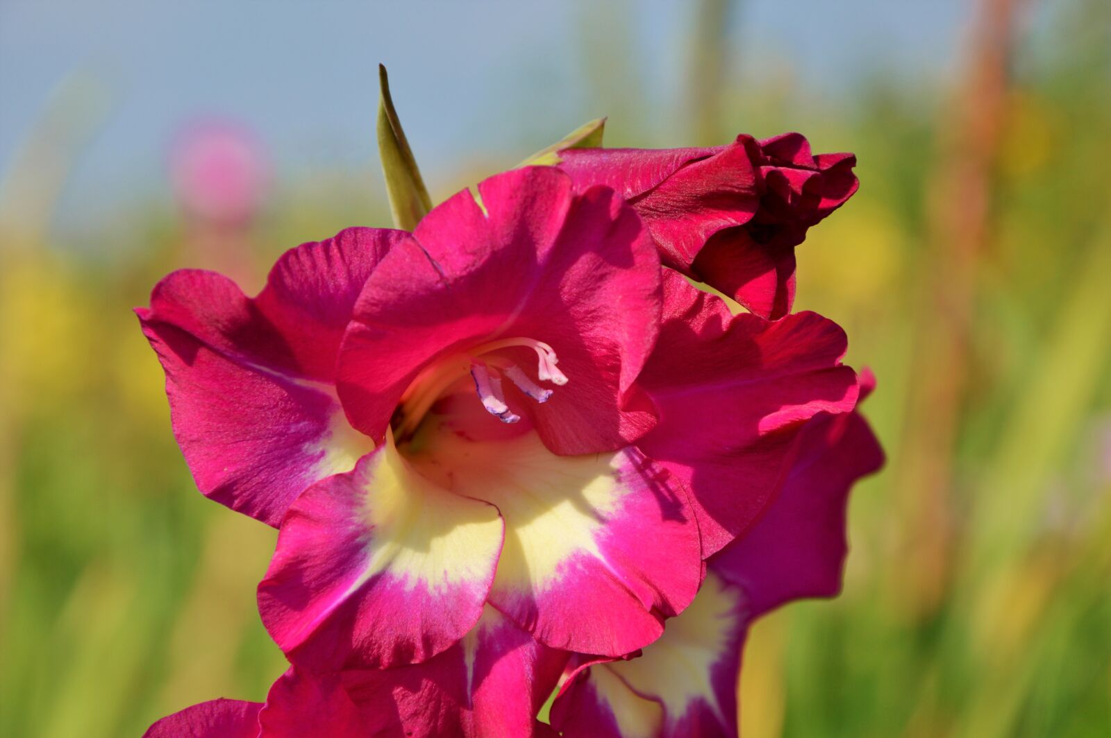 Nikon D3200 sample photo. Gladiolus, gladidus, butterfly greenhouse photography