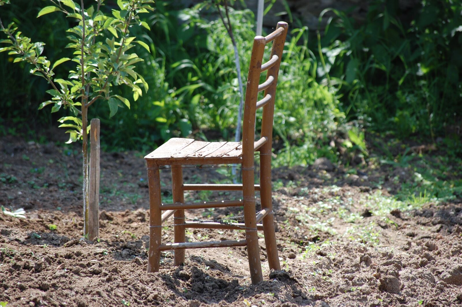 Nikon D40 sample photo. Garden, apple, nature photography