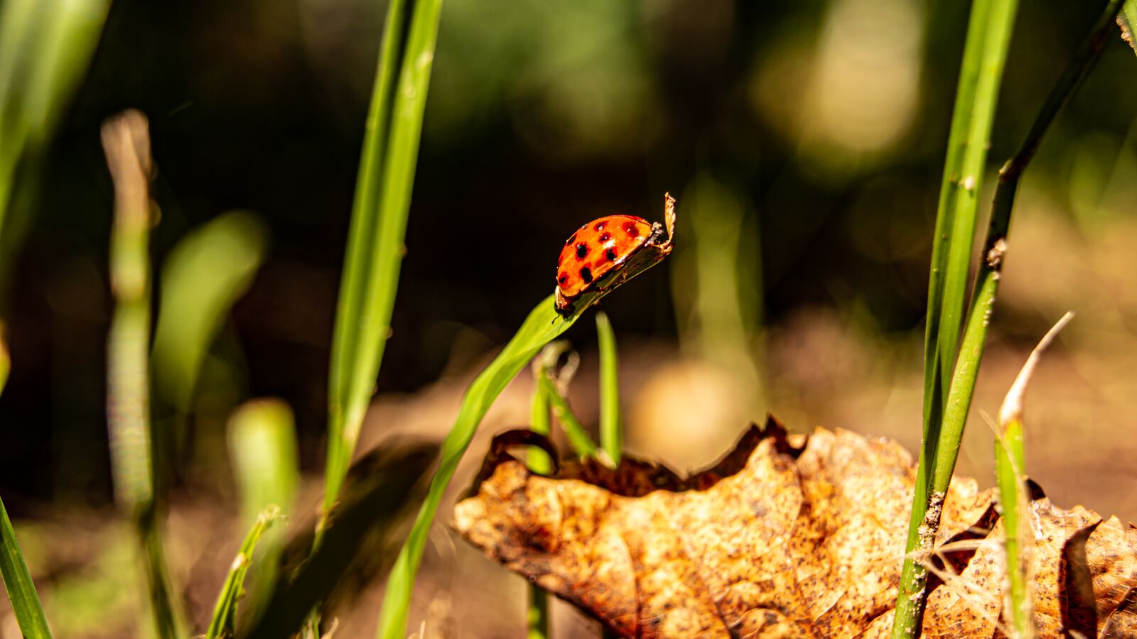 Olympus PEN E-PL6 + OLYMPUS 14-42mm Lens sample photo. Ladybug, beetle, insect red photography