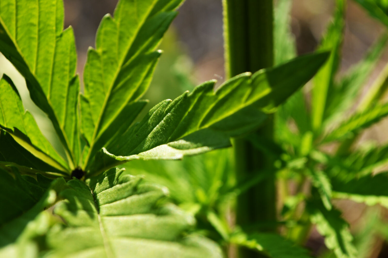 Nikon D3100 sample photo. Plant, cannabis, marijuana photography