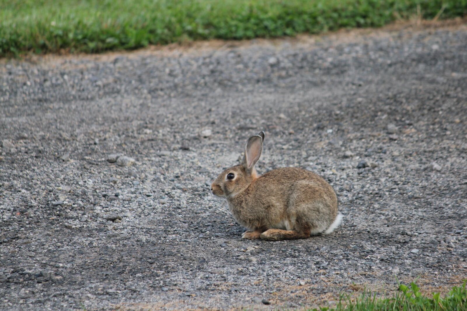 Canon EOS 550D (EOS Rebel T2i / EOS Kiss X4) sample photo. Animal, rabbit, bunny photography