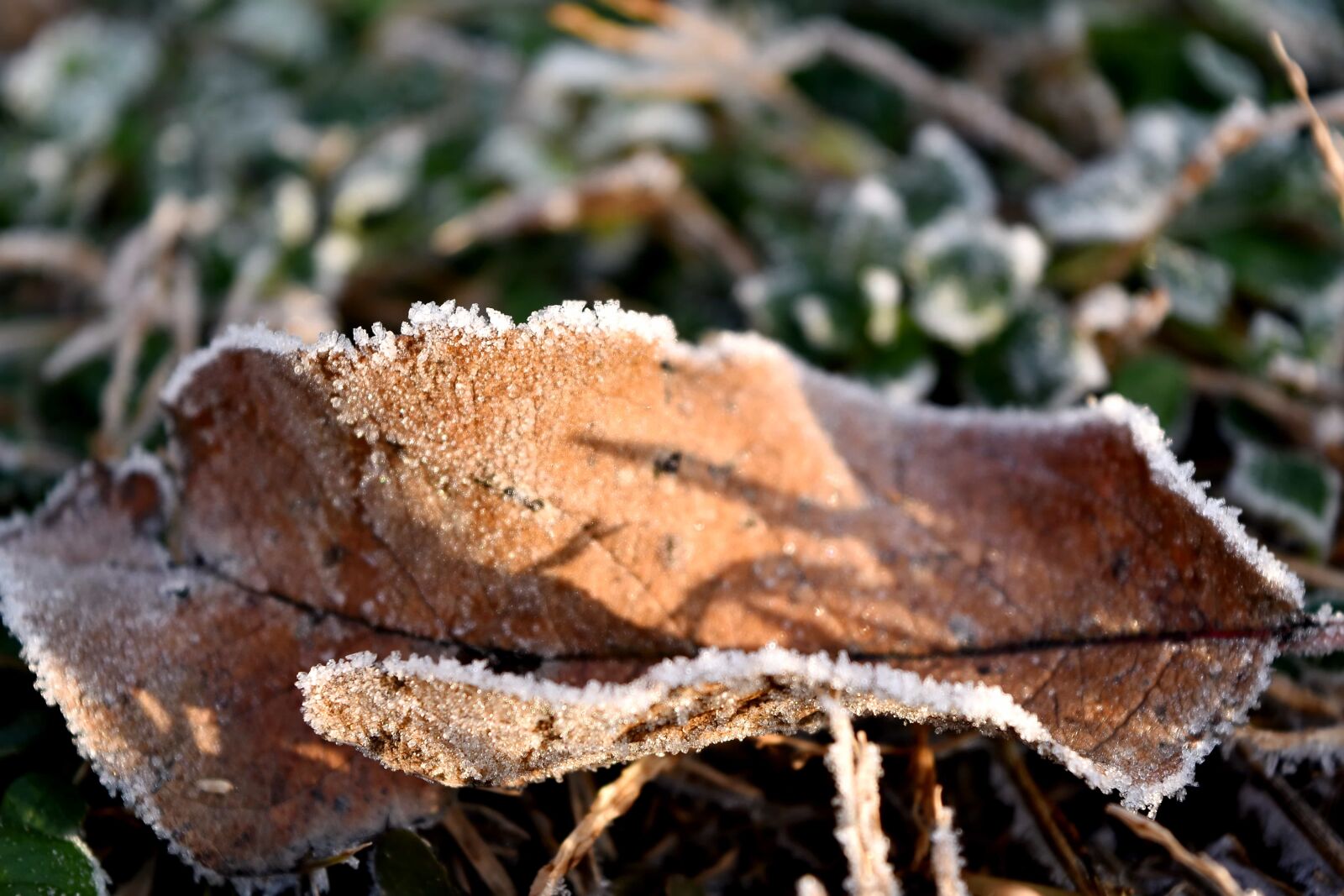 Nikon D5500 sample photo. Dry, frost, green grass photography