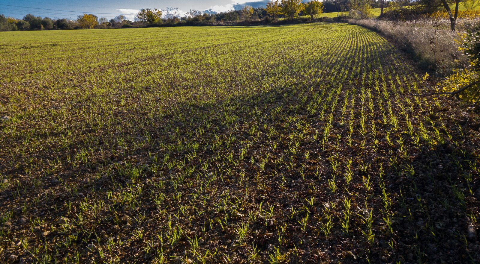 LG G4 sample photo. Wheat, winter wheat, plantation photography