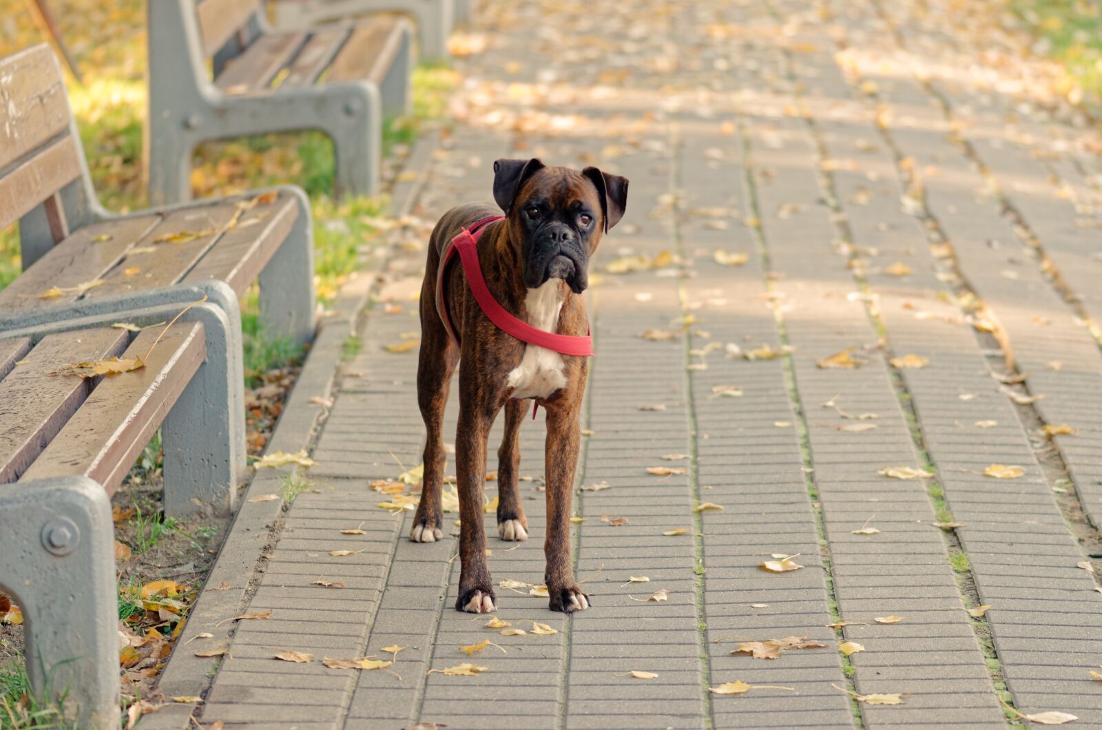 Nikon D5100 sample photo. Dog, pet, canine photography