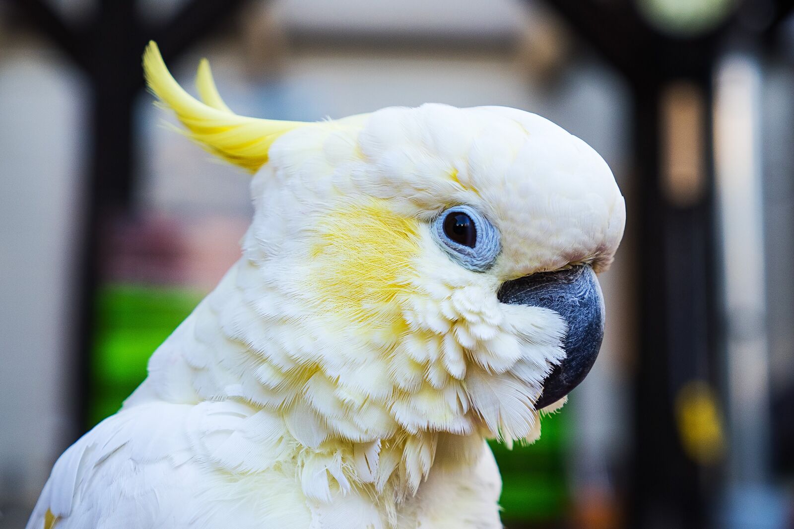 Olympus OM-D E-M1 sample photo. Parrot, cockatoo, bird photography
