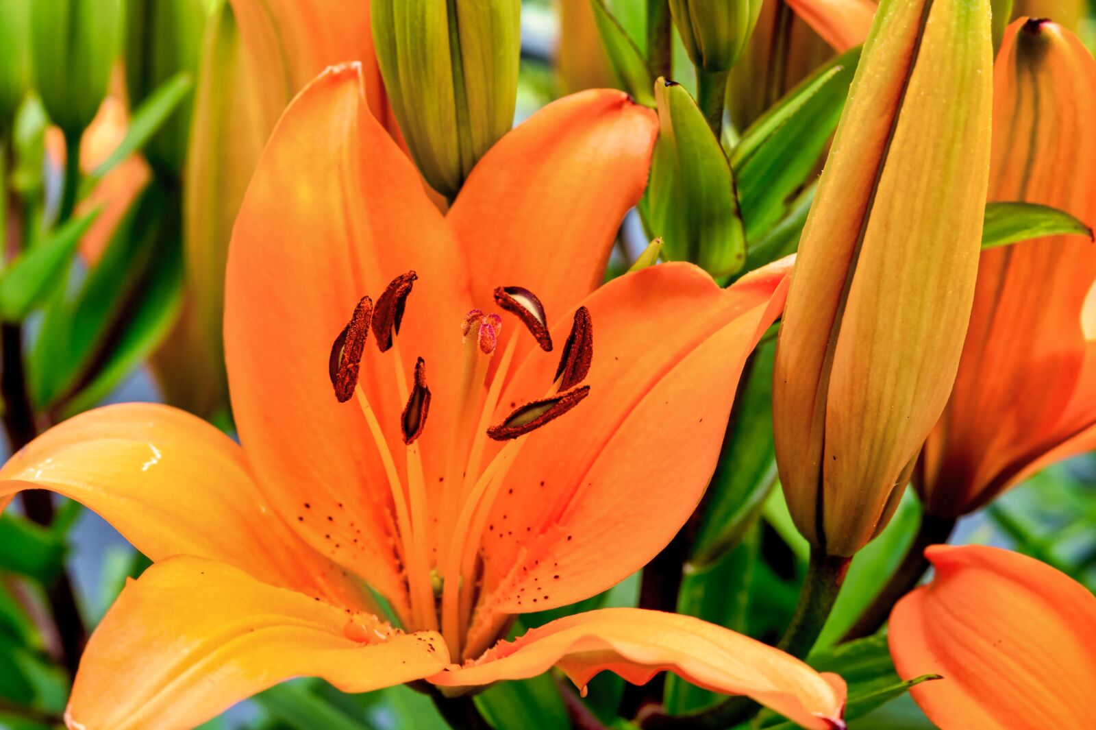 Sony SLT-A58 + Sony DT 50mm F1.8 SAM sample photo. Lily, garden, blossom photography