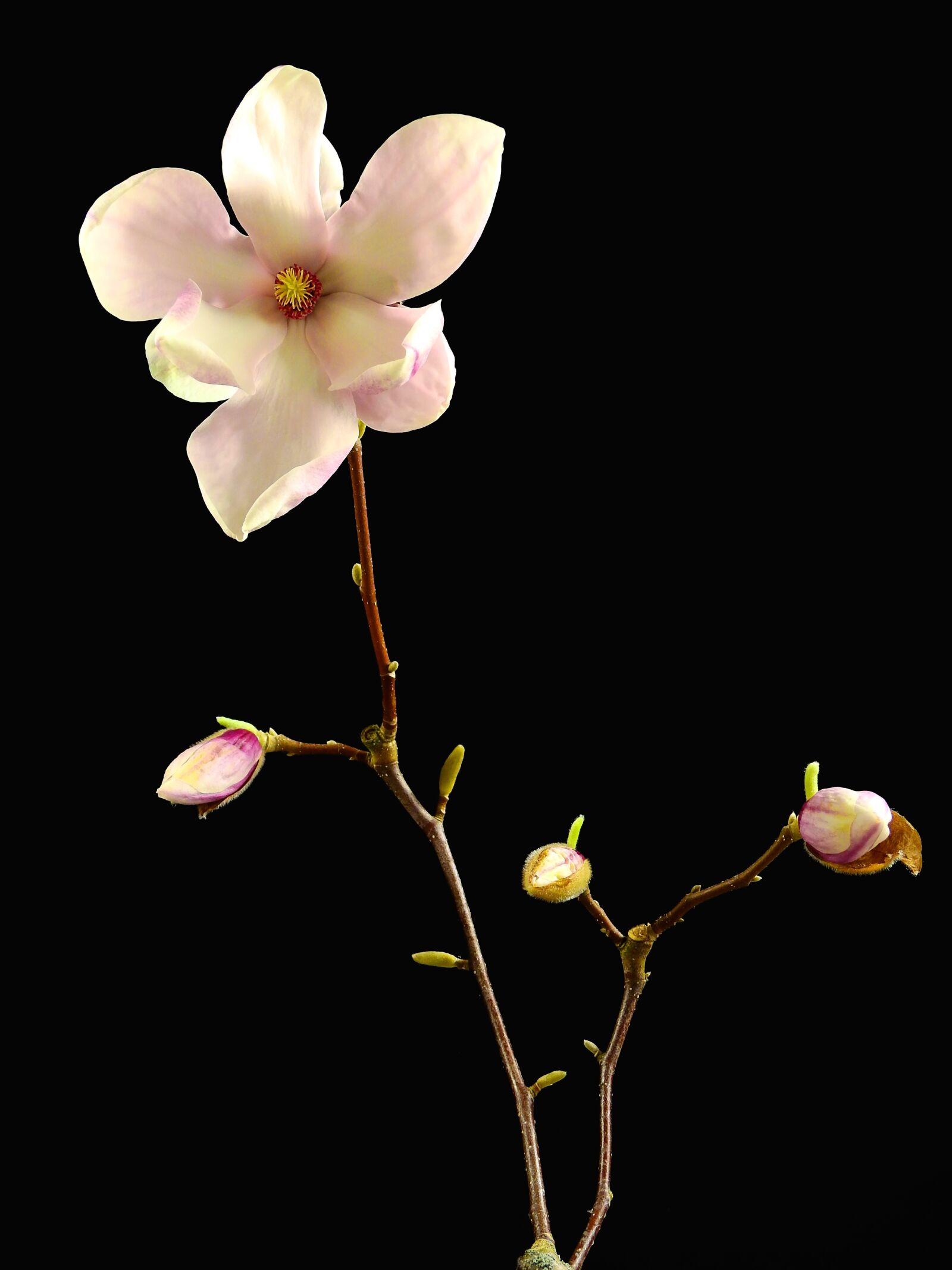 Nikon Coolpix P900 sample photo. Flower, blossom, bloom photography