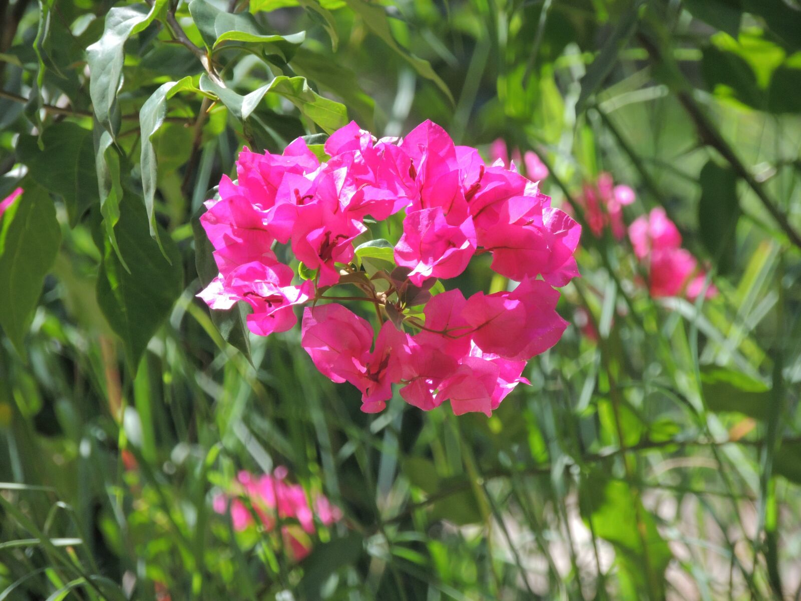Nikon Coolpix P510 sample photo. Flower, pink flower, spring photography
