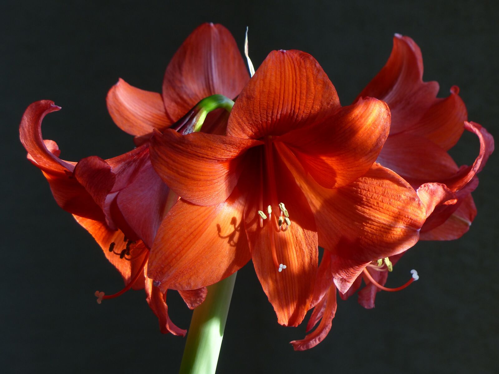 Panasonic Lumix DMC-FZ200 sample photo. Amaryllis, houseplant, amaryllis plant photography